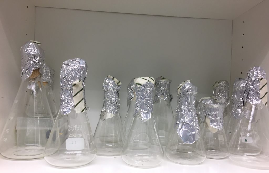 autoclaved sterile erlenmeyer flasks